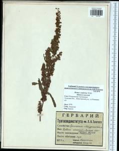 Щавель конский Willd., Восточная Европа, Центральный район (E4) (Россия)