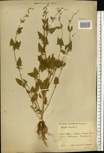 Лебеда лежачая, Лебеда простертая DC., Восточная Европа, Центральный район (E4) (Россия)