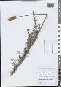 Lavandula pedunculata (Mill.) Cav., Западная Европа (EUR) (Испания)