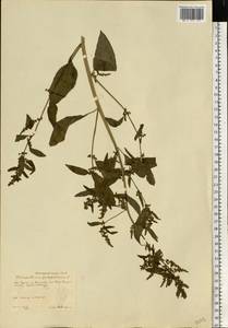 Lipandra polysperma (L.) S. Fuentes, Uotila & Borsch, Восточная Европа, Центральный лесостепной район (E6) (Россия)