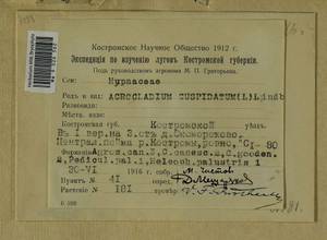 Calliergonella cuspidata (Hedw.) Loeske, Гербарий мохообразных, Мхи - Центральное Нечерноземье (B6) (Россия)