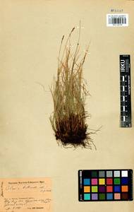 Carex myosuroides Vill., Сибирь, Прибайкалье и Забайкалье (S4) (Россия)
