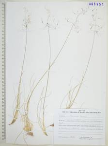 Ковылечек альпийский (F.Schmidt) Sipliv., Сибирь, Дальний Восток (S6) (Россия)