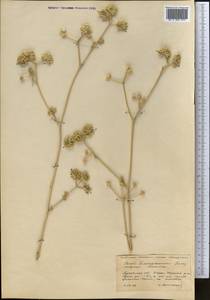 Жабрица пушистоголовая (Pall. ex Spreng.) Schischk., Средняя Азия и Казахстан, Прикаспийский Устюрт и Северное Приаралье (M8) (Казахстан)