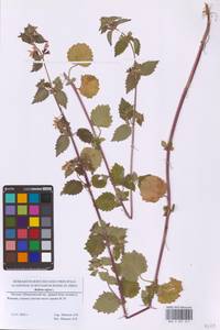 Белокудренник черный L., Восточная Европа, Московская область и Москва (E4a) (Россия)