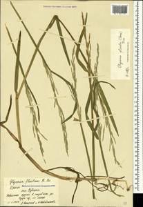 Манник замеченный Chevall., Крым (KRYM) (Россия)