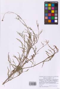 Двурядка тонколистная (L.) DC., Восточная Европа, Московская область и Москва (E4a) (Россия)