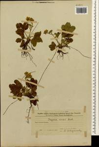 Земляника зеленая, Полуница Duchesne, Кавказ, Азербайджан (K6) (Азербайджан)