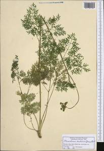 Pteroselinum austriacum (Jacq.) Rchb., Западная Европа (EUR) (Словения)