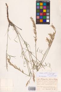 Astragalus astrachanicus Sytin & Laktionov, Восточная Европа, Нижневолжский район (E9) (Россия)