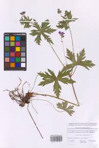 Герань лесная L., Восточная Европа, Московская область и Москва (E4a) (Россия)