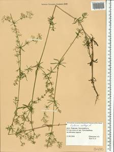 Подмаренник мягкий L., Восточная Европа, Северный район (E1) (Россия)