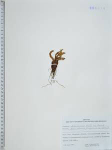 Щитовник пахучий (L.) Schott, Сибирь, Дальний Восток (S6) (Россия)