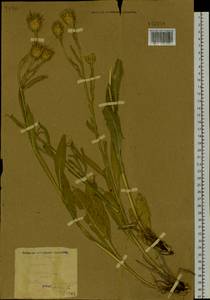 Centaurea glastifolia subsp. intermedia (Boiss.) L. Martins, Сибирь, Алтай и Саяны (S2) (Россия)