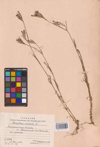 Гвоздика армериевидная L., Восточная Европа, Западно-Украинский район (E13) (Украина)