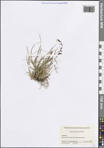 Осока печальная M.Bieb., Кавказ, Краснодарский край и Адыгея (K1a) (Россия)