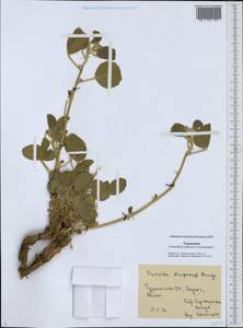 Cullen drupaceum (Bunge)C.H.Stirt., Средняя Азия и Казахстан, Каракумы (M6) (Туркмения)