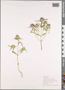 Зизифора головчатая L., Кавказ, Краснодарский край и Адыгея (K1a) (Россия)