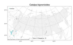 Catalpa bignonioides, Катальпа бигнониевидная Walter, Атлас флоры России (FLORUS) (Россия)