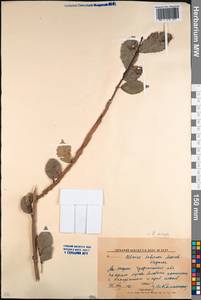 Вяз малый Mill., Кавказ, Дагестан (K2) (Россия)