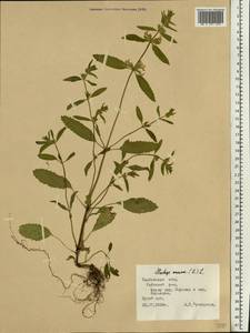 Чистец однолетний (L.) L., Восточная Европа, Центральный лесостепной район (E6) (Россия)