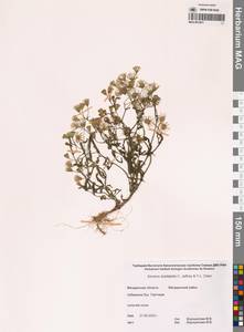 Крестовник сомнительный C.Jeffrey & Y.L.Chen, Сибирь, Чукотка и Камчатка (S7) (Россия)