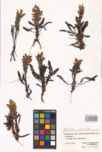 MHA 0 162 243, Мытник Эдера Vahl, Восточная Европа, Восточный район (E10) (Россия)