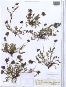 Остролодочник, Средняя Азия и Казахстан, Северный и Центральный Тянь-Шань (M4) (Казахстан)