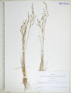 KHA7052, Мятлик альпигенный Lindm., Сибирь, Дальний Восток (S6) (Россия)
