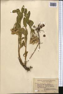 Jacobaea racemulifera (Pavlov) C. Ren & Q. E. Yang, Средняя Азия и Казахстан, Западный Тянь-Шань и Каратау (M3) (Киргизия)