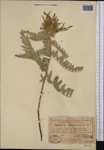 Софора лисохвостная L., Средняя Азия и Казахстан, Муюнкумы, Прибалхашье и Бетпак-Дала (M9) (Казахстан)