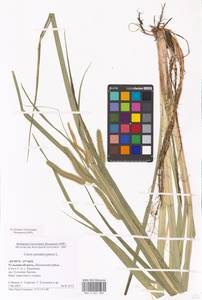 Осока ложносытевая, Осока ложносытевидная L., Восточная Европа, Центральный район (E4) (Россия)