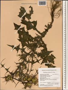 Notobasis syriaca (L.) Cass., Зарубежная Азия (ASIA) (Кипр)