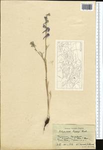Delphinium lipskyi Korsh., Средняя Азия и Казахстан, Памир и Памиро-Алай (M2) (Таджикистан)