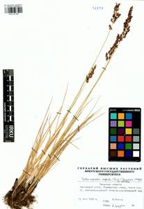 Вейник прямой (Timm) Koeler, Сибирь, Прибайкалье и Забайкалье (S4) (Россия)