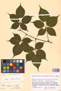Ежевика канадская L., Восточная Европа, Московская область и Москва (E4a) (Россия)
