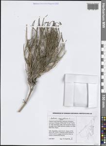 Salvia aegyptiaca L., Зарубежная Азия (ASIA) (ОАЭ)