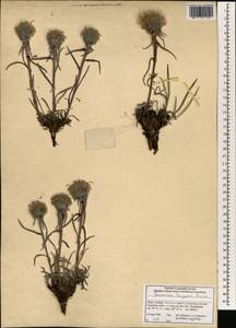 Saussurea tangutica Maxim., Зарубежная Азия (ASIA) (КНР)