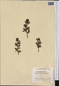Salix myrtillifolia Anderss., Америка (AMER) (Канада)