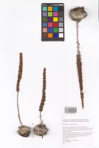 Горноколосник метельчатый (DC.) Fisch. ex Sweet, Восточная Европа, Восточный район (E10) (Россия)