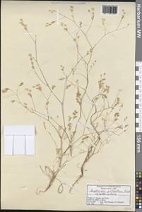 Bupleurum pulchellum Boiss. & Heldr., Зарубежная Азия (ASIA) (Турция)