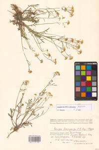 Жерушник короткоплодный (C.A.Mey.) Hayek, Восточная Европа, Нижневолжский район (E9) (Россия)