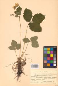 Земляника мускусная Duchesne, Восточная Европа, Центральный лесостепной район (E6) (Россия)