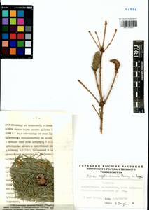 Picea engelmannii Parry ex Engelm., Сибирь, Прибайкалье и Забайкалье (S4) (Россия)