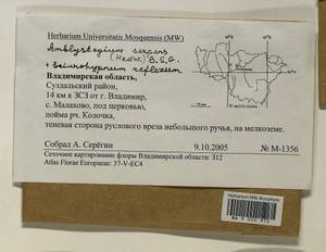 Amblystegium serpens (Hedw.) Schimp., Гербарий мохообразных, Мхи - Центральное Нечерноземье (B6) (Россия)