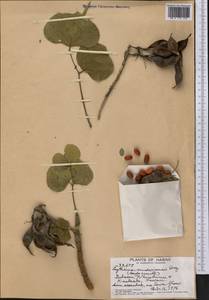 Erythrina sandwicensis Degener, Америка (AMER) (США)