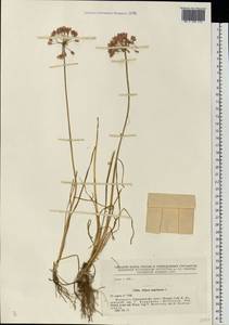 Лук угловатый L., Восточная Европа, Белоруссия (E3a) (Белоруссия)