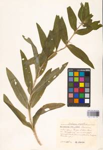 Горечавка крестовидная L., Восточная Европа, Московская область и Москва (E4a) (Россия)