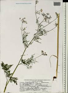 Бутень клубненосный L., Восточная Европа, Западный район (E3) (Россия)