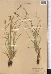 Осока многолистная Kar. & Kir., Средняя Азия и Казахстан, Западный Тянь-Шань и Каратау (M3) (Узбекистан)